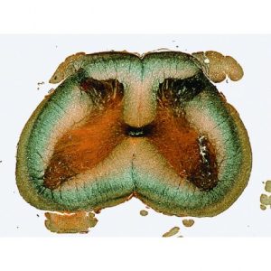 Moelle épinière, mammifère - Cajal