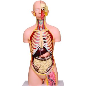 Modèle Torse Humain 12 pièces – Organes Interchangeables M / F