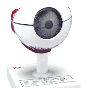 Modèle œil humain ×3 – 7 pièces, anatomie détaillée
