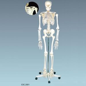 Modèle squelette humain 170 cm – anatomie adulte