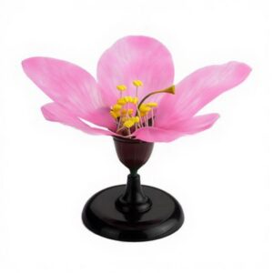Modèle Anatomique Fleur de Pêcher – Structure Florale Agrandie